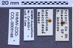 Etikette zu Lacon discoidea (Weber, 1801) (NHMW-ZOO-COL-0008148)